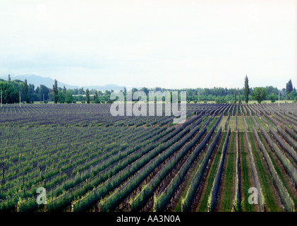 Vignoble de Mendoza dans l'ouest de l'Argentine Banque D'Images