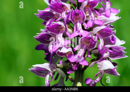 Orchidée fleur militaire unique dans la forme d'un petit homme portant un casque de couleur vive Bavière Allemagne Europe Banque D'Images