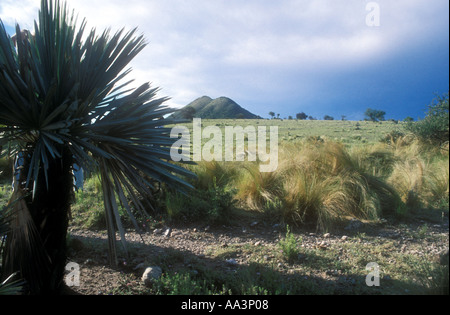 Tritrinax campestris palmiers rares dans le centre de l'Argentine Banque D'Images