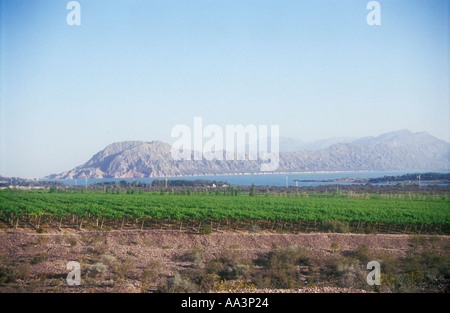 Vignoble et à San Juan dans l'ouest de l'Argentine Banque D'Images