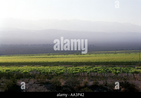 Vignoble et à San Juan dans l'ouest de l'Argentine Banque D'Images