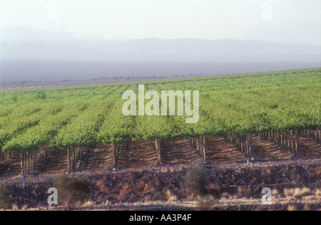 Vignoble et à San Juan dans l'ouest de l'Argentine Banque D'Images