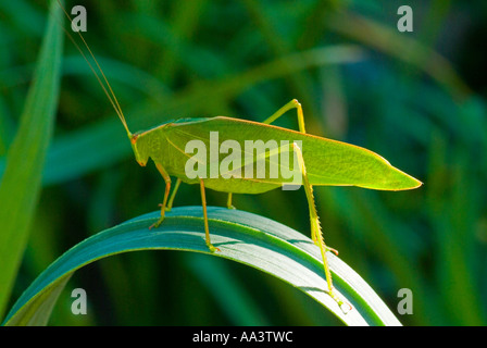 Stock photo de jardin commun australienne Katydid également connu comme Caedicia Katydid intérieurs Simplex Banque D'Images