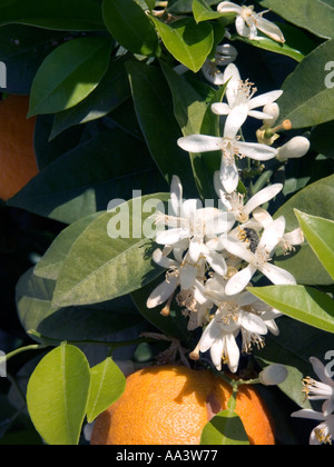 Les oranges et les fleurs sur tree Banque D'Images