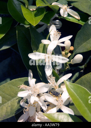 Fleur orange sur l'arbre, l'Espagne, Orange Blossom sur avril arbre Costa del Sol Espagne fleurs oranges mûres sur l'arbre à la Sam Banque D'Images