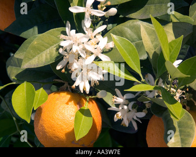 Les oranges et les fleurs sur tree Banque D'Images