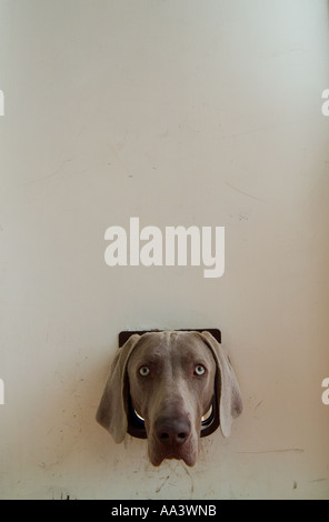 Une photo humoristique d'un chien de Weimaraner avec sa tête coincée à travers le rabat de chat dans une porte de cuisine Banque D'Images