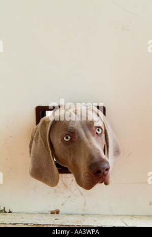 Une photo humoristique d'un chien de Weimaraner avec sa tête coincée à travers le rabat de chat dans une porte de cuisine Banque D'Images