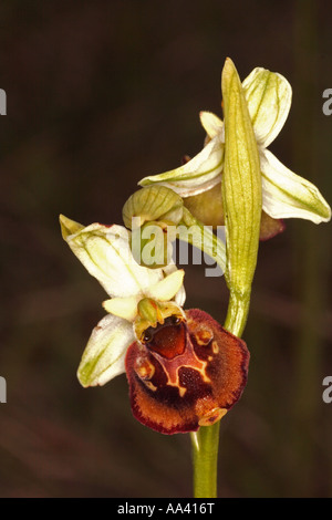 La fin de l'orchidée bourdon Bavaria Allemagne Europe Banque D'Images