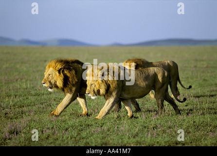 Trois Lions mâles ( Panthera leo) marchons lock-step dans la lumière du matin - réserve de Masai Mara Natinal - Kenya, Afrique Banque D'Images