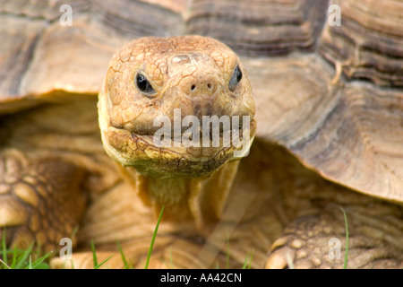 Tortue géante Geochelone sulcata Banque D'Images