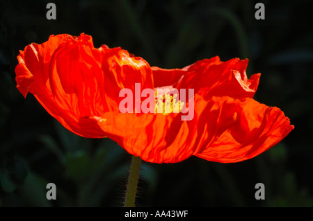 Coquelicot rouge Banque D'Images