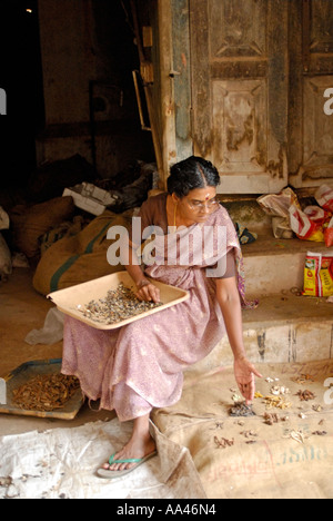 Une femme choisit les ingrédients d'une préparation ayurvédique à Cochin, Kerala Banque D'Images