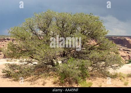 Pinon Pine sur le bord du Canyon de Chelly National Monument sur la réserve de la nation navajo en Arizona. Photographie numérique Banque D'Images