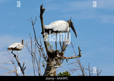 Cigogne en bois une espèce menacée perchés dans un arbre mort dans le parc national des Everglades en Floride. Photographie numérique Banque D'Images