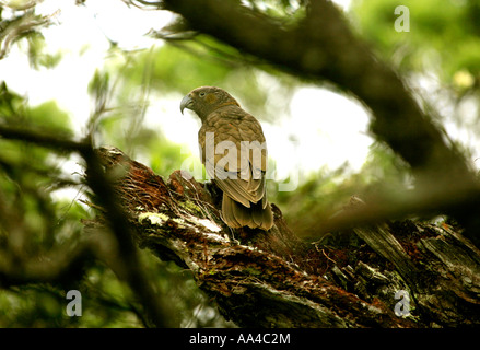 Un kaka se trouve dans entre les branches d'un vieil arbre pohutukawa sur Great Barrier Island Nouvelle Zélande Banque D'Images