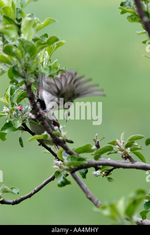 La lutte contre les moineaux (Passer montanus) Banque D'Images