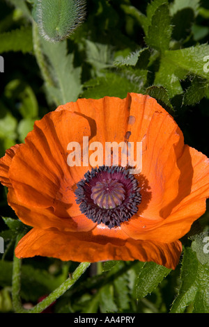 Gros plan d'une fleur de pavot orange vif montrant les étamines et les pétales délicats Banque D'Images