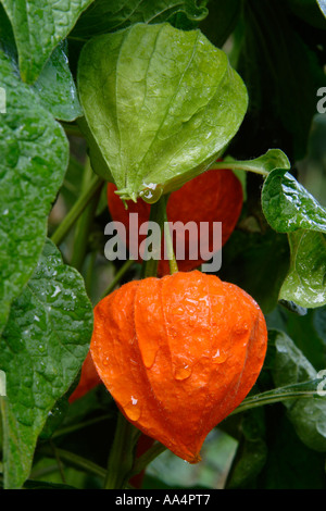 Détail de Physalis alkekengi lanternes chinoises sur vigne avec la rosée et feuilles vertes Banque D'Images