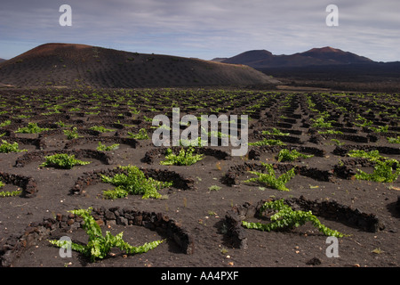 Vignes à Lanzarote Banque D'Images