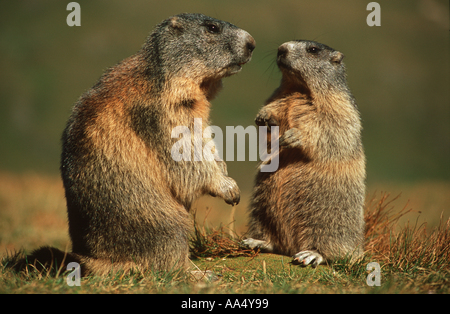 Marmotte alpine avec cub / Marmota marmota Banque D'Images
