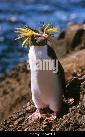 Macaroni Penguin (Eudyptes chrysolophus), des profils comité permanent sur la côte Banque D'Images