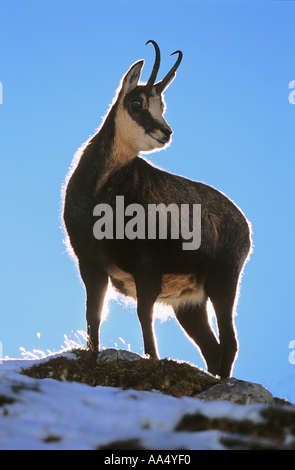 Chamois dans la neige / Rupicapra rupicapra Banque D'Images