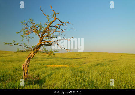 Arbre isolé dans un champ d'été dans le Nord de la Californie Banque D'Images