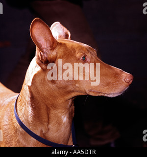 Le pharaon chien de tête et épaules Banque D'Images