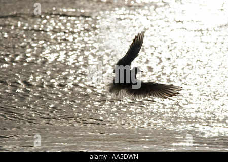 Mouette noir, silhouette en vol contre l'eau, réservoir Pitsford, Northamptonshire, Janvier Banque D'Images