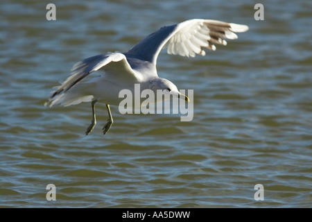 Goéland, sur le point d'atterrir sur l'eau, réservoir Pitsford, Northamptonshire, Janvier Banque D'Images