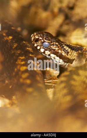 Adder, close-up de tête avec des yeux nuageux montrant qu'il va faire c'est la peau, Danbury Essex commun Banque D'Images