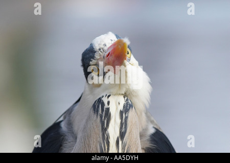 Héron cendré, close-up of bird looking at camera, Regent's Park Londres Banque D'Images