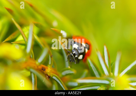 Sept-spotted ladybird dans jardin bush Juniper Banque D'Images