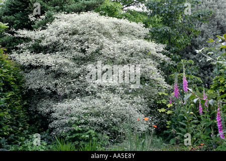 Cornus alternifolia argentea Banque D'Images