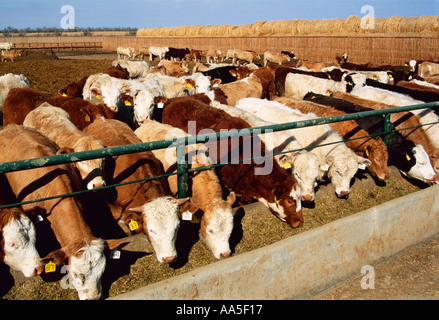 - L'élevage de bovins de race mixte qui se nourrissent de l'ensilage à une mangeoire d'engraissement / près de Hazenmore, Saskatchewan, Canada. Banque D'Images