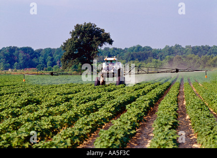 Un pulvérisateur enjambeur Spra Coupe l'application d'insecticide sur la croissance moyenne du champ de coton en vue de la gestion de l'usine bugs / New York. Banque D'Images