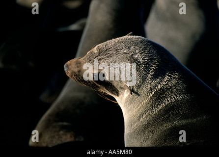 Les phoques à Cape Cross en Namibie Banque D'Images