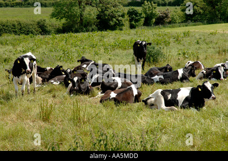Fresian vaches dans un champ Cheshire England UK Banque D'Images