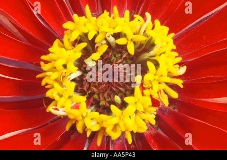 Close up of centre de rouge jaune Zinnia elegans Flower Banque D'Images