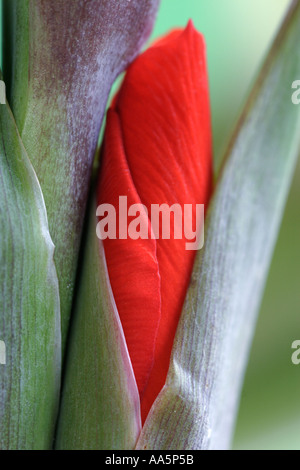 Close up de nouveau glaïeul rouge Fleur Banque D'Images