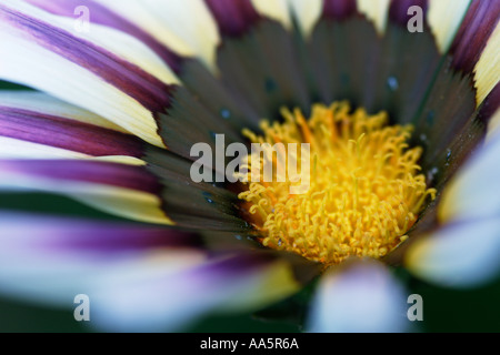 Close up of centre centre de fleur Gazania jaune blanc Banque D'Images