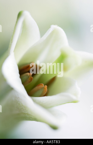 Nouveau lys blanc fleur ouverte de curling Banque D'Images