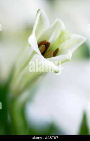 Nouveau lys blanc fleur ouverte de curling Banque D'Images