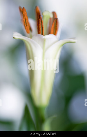 Nouveau lys blanc fleur ouverte de curling Banque D'Images