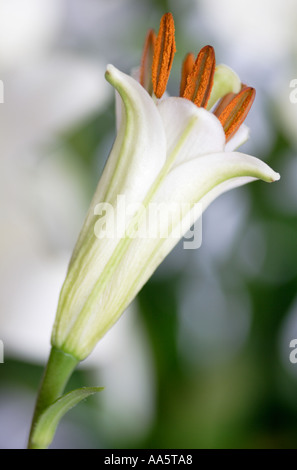 Nouveau lys blanc fleur ouverte de curling Banque D'Images