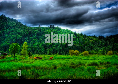 Image HDR de trois chevaux dans une vallée luxuriante, avec des nuages au-dessus. Banque D'Images