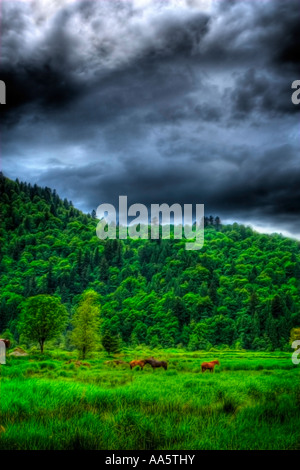 Image HDR de trois chevaux dans une vallée luxuriante, avec des nuages au-dessus. Banque D'Images