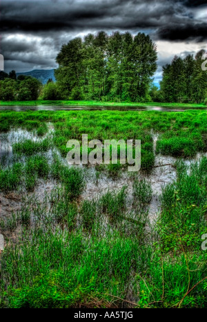 Image HDR d'un groupe d'arbres en face d'un marais herbeux, avec nuages dramtic les frais généraux. Banque D'Images