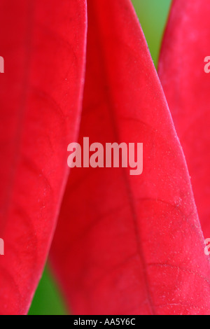 Close up of Groupe de feuilles de poinsettia rouge profond Banque D'Images